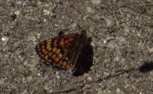Melitaea deione