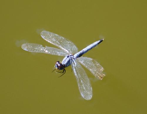 Réf. 155 758 : Diplacodes lefebvrii