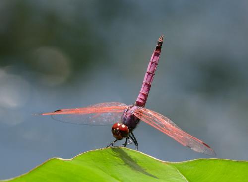 Réf. 155 462 : Trithemis annulata