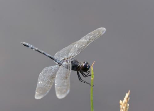 Réf. 155 735 : Diplacodes lefebvrii