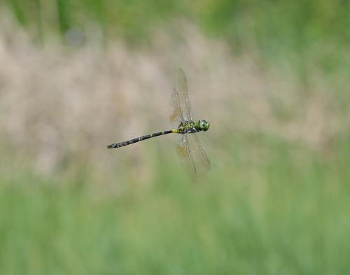 Anax tristis