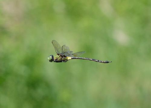 Anax tristis