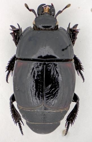 Hister quadrimaculatus