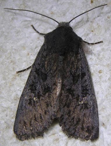 Réf. 155 086 : Aporophyla nigra