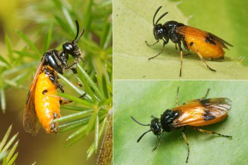 Arge cyanocrocea