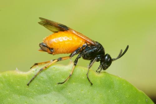 Arge cyanocrocea