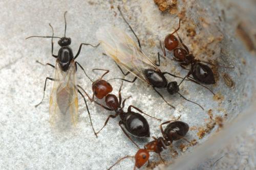 Réf. 155 195 : Camponotus lateralis