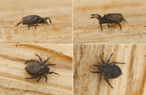 Réf. 155 400 : Platyliodes scaliger