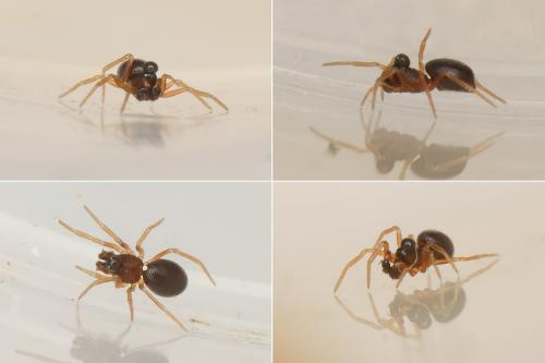 Parapelecopsis nemoralioides