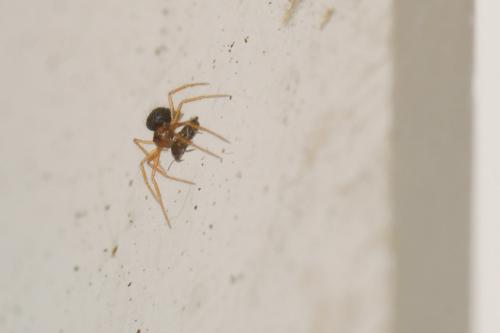 Réf. 155 236 : Cepheia longiseta