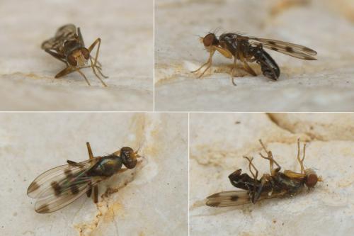 Réf. 155 302 : Geomyza tripunctata