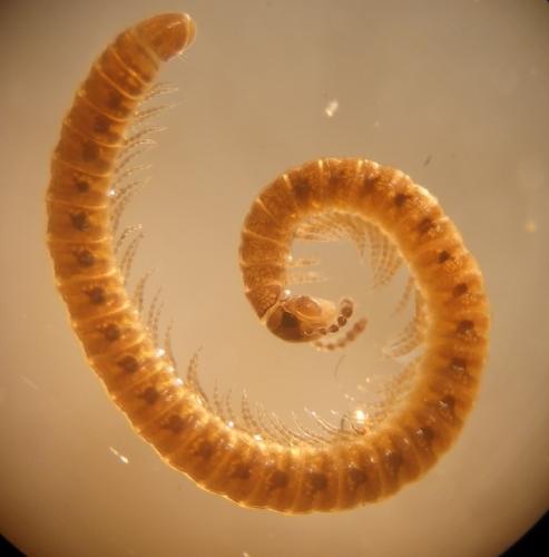 Nemasoma varicorne