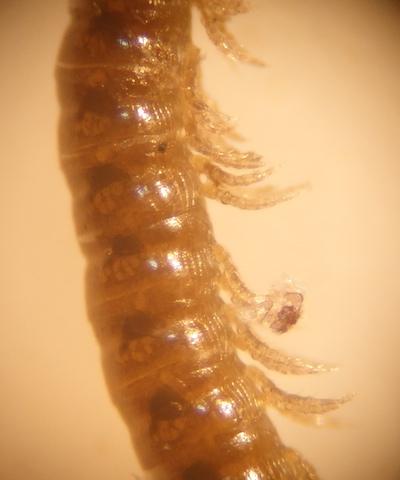 Nemasoma varicorne