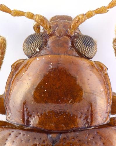 Réf. 155 076 : Neocrepidodera impressa