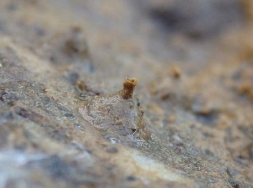 Réf. 155 727 : Polydesmus sp.