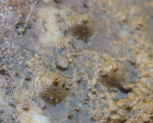 Réf. 155 730 : Polydesmus sp.