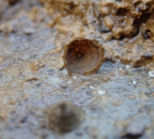 Réf. 155 732 : Polydesmus sp.
