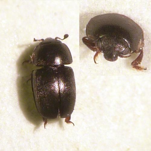 Meligethinae