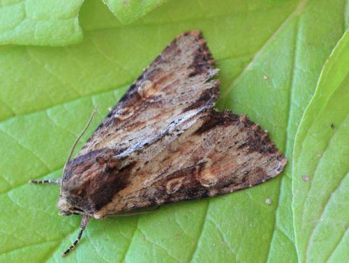 Réf. 155 912 : Apamea crenata