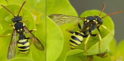 Nomada succincta