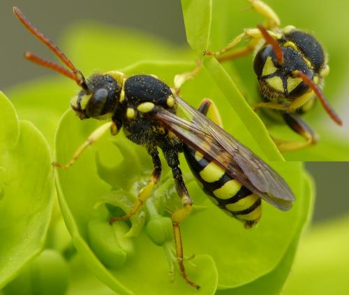Nomada succincta