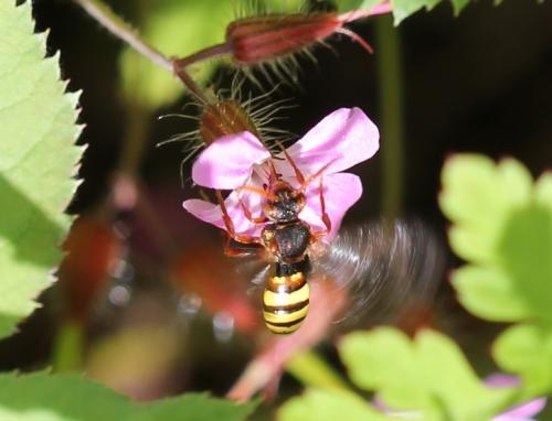 Nomada sp.