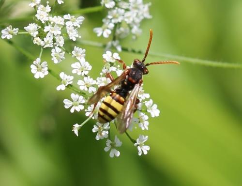 Réf. 155 971 : Nomada sp.
