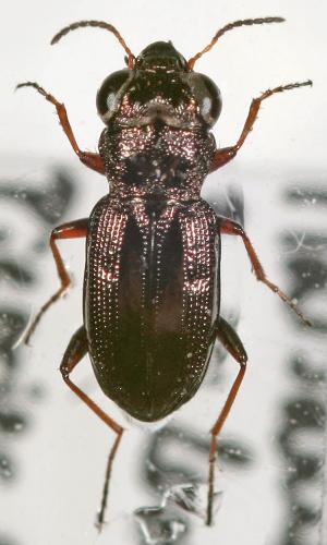 Réf. 155 914 : Notiophilus rufipes