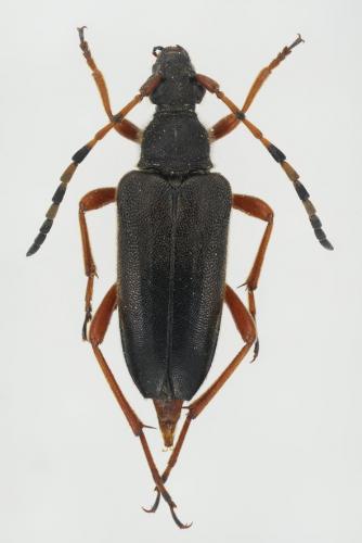 Stictoleptura stragulata