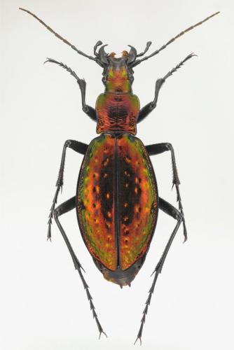 Réf. 155 468 : Carabus rutilans