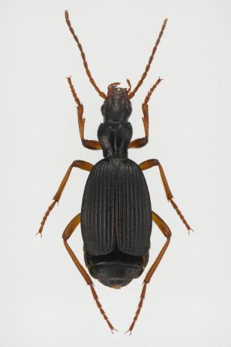 Réf. 155 490 : Aptinus pyrenaeus