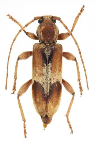 Réf. 155 734 : Trichoferus pallidus