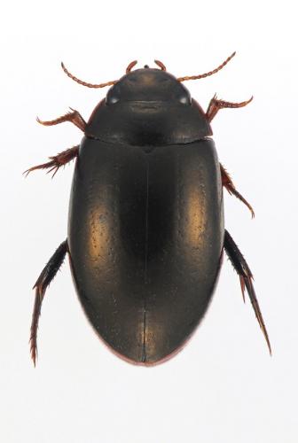 Ilybius chalconatus