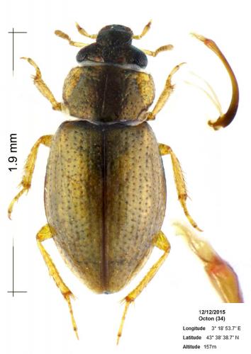Ochthebius aeneus
