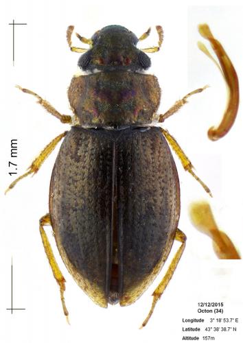Ochthebius viridescens