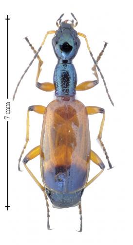 Odacantha melanura