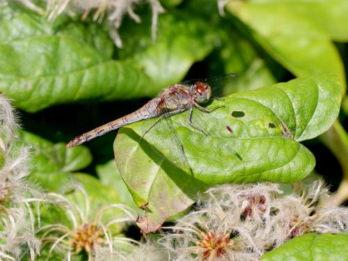 Sympetrum striolatum