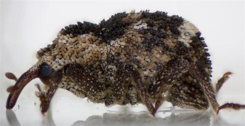Onyxacalles luigionii