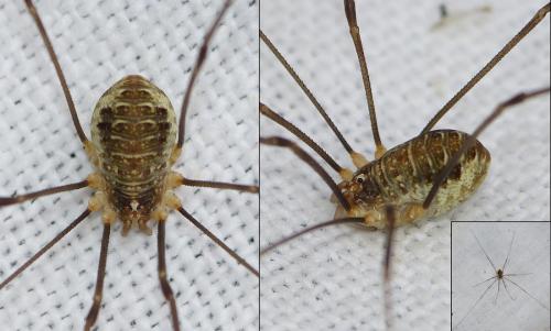 Réf. 155 678 : Opilio canestrinii
