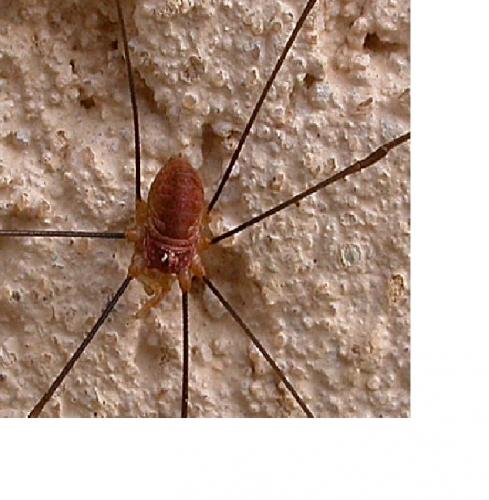Dasylobus argentatus