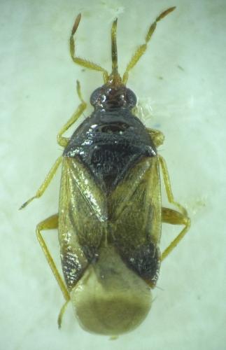 Orius laevigatus