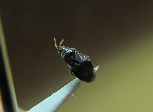 Orius niger