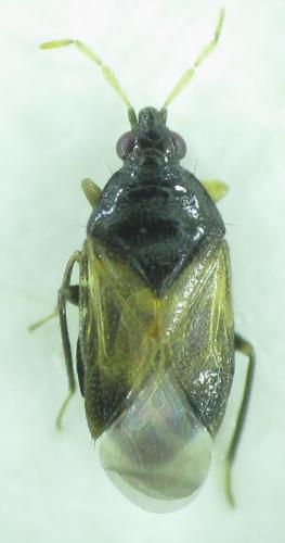Orius niger