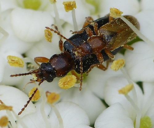 Orsodacne cerasi