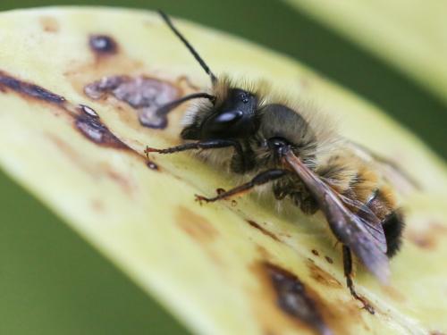 Réf. 155 894 : Osmia bicornis