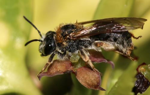 Réf. 155 897 : Andrena haemorrhoa