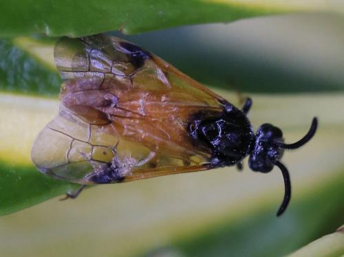 Arge cyanocrocea