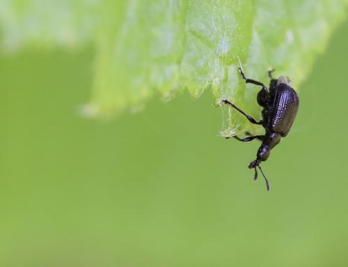 Deporaus betulae
