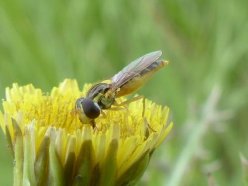 Sphaerophoria sp.