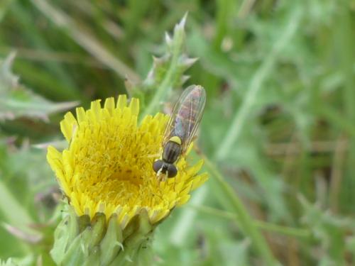 Sphaerophoria sp.